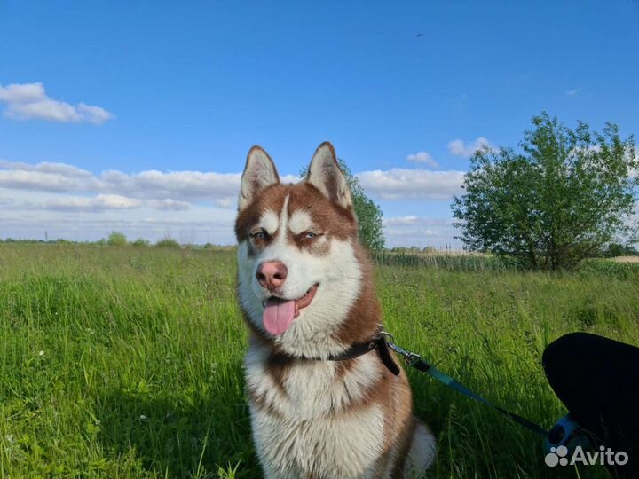 Сибирский хаски вязка