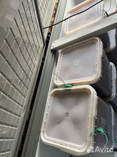 Икра красная