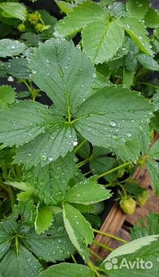 Рассада клубники 3 сорта