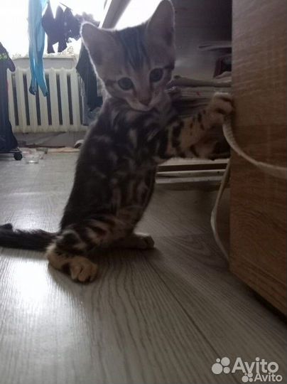 Бенгальские котята