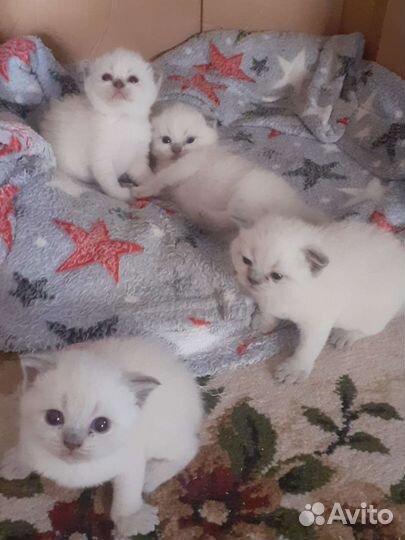 Котята в добрые руки бесплатно