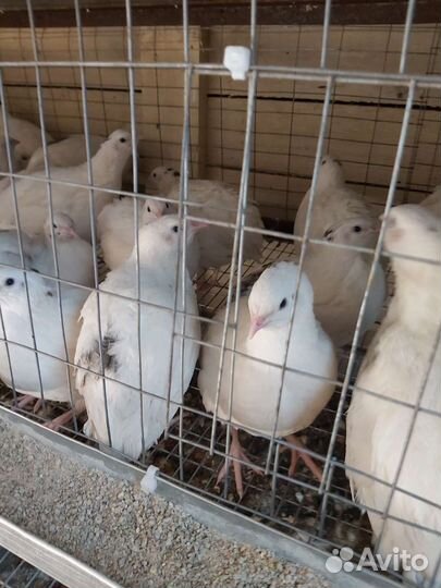 Яйца перепелиные инкубационное