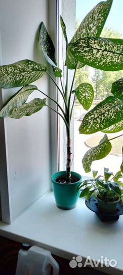 Большие комнатные растения и цветы