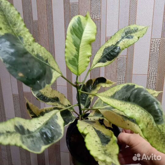 Кротон Тамара