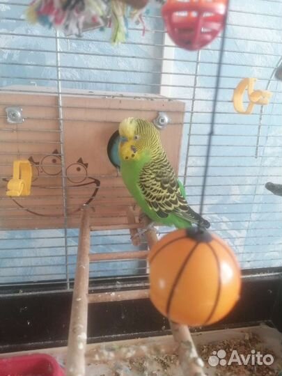 Волнистые попугаи ручные