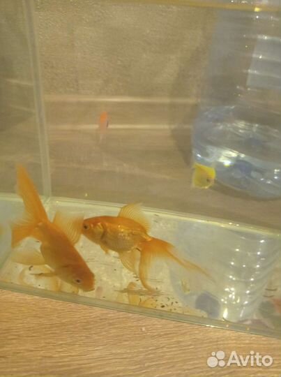 Аквариумные рыбки