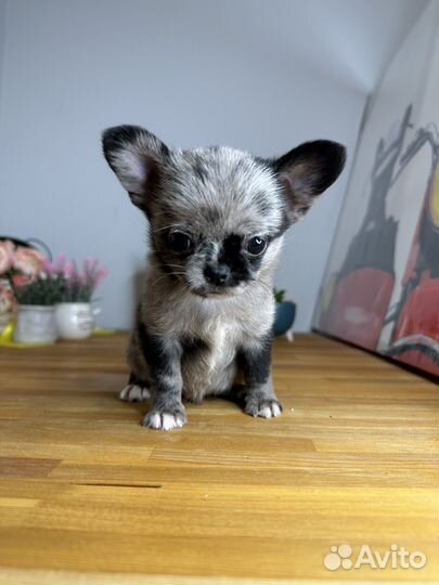 Чихуахуа мальчик мерле