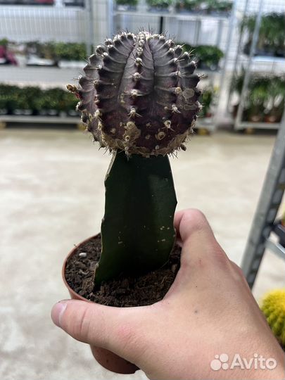 Гимнокалициум Михановича, кактус