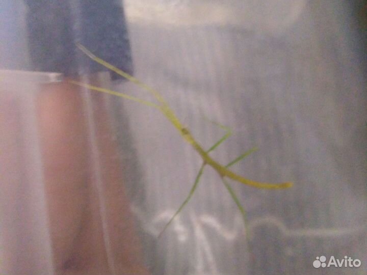 Аннамский палочник