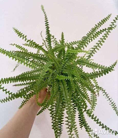 Папортники Нефролеписы 3 часть