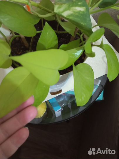 Сциндапсус