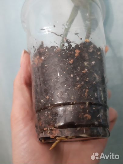 Аспидистра Милки Вэй, Аиенуата