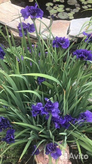 Многолетники для сада цветы