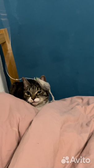 Отдам кошечку в хорошие добрые руки