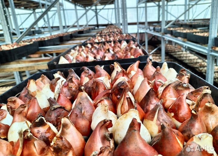 Луковицы тюльпанов опт