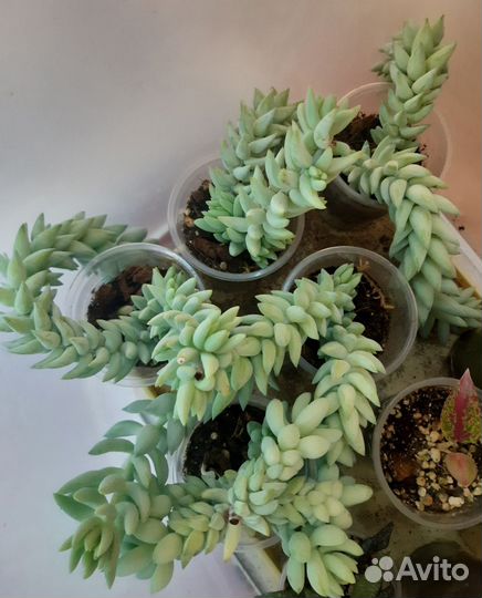 Седум Моргана (очиток)