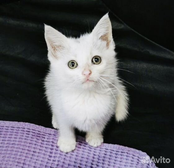 Котенок малышка Бусинка