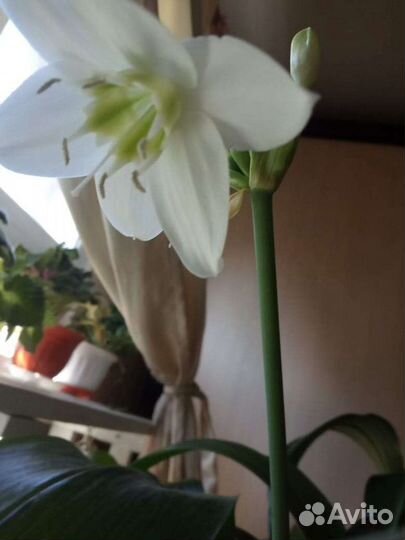 Эухарис амазонская лилия