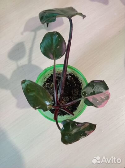 Филодендрон розовая принцесса