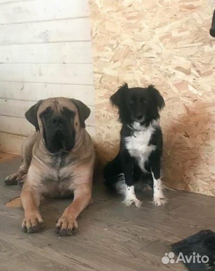 Собака в дар в добрые руки