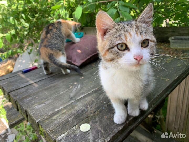 Кошки в добрые руки