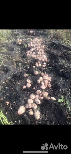 Картофель Лапоть