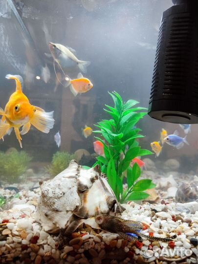 Аквариум