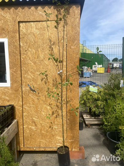 Яблоня Июльское Черненко