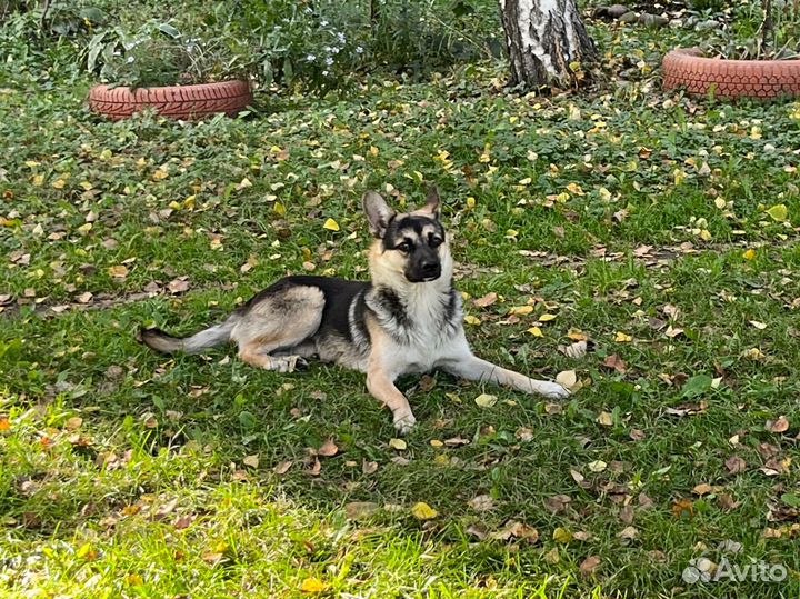 Собака в добрые руки