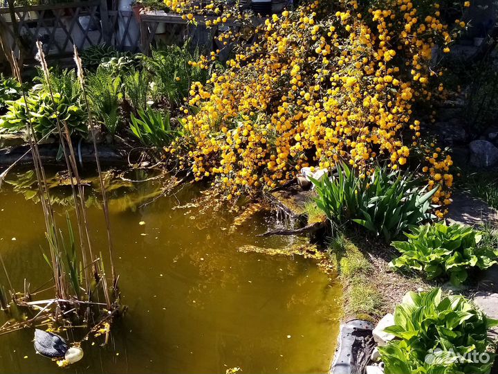 Керрия японская