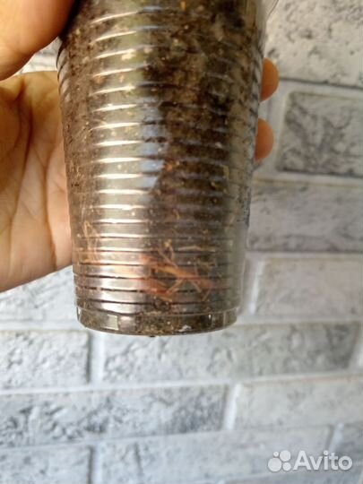 Сингониум Жаде и Конфетти