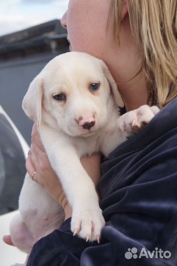 Щенок ищет хозяина