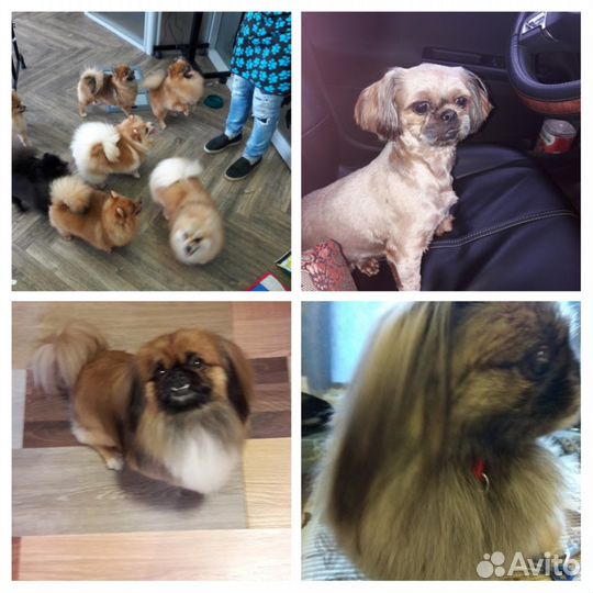 Стрижка Собак Санкт Петербург. м. Озерки Груминг