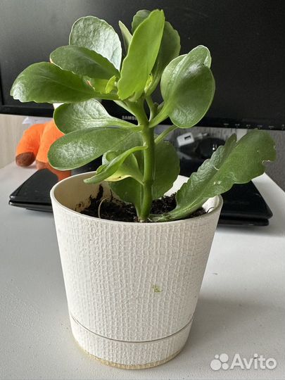 Много различных цветочков