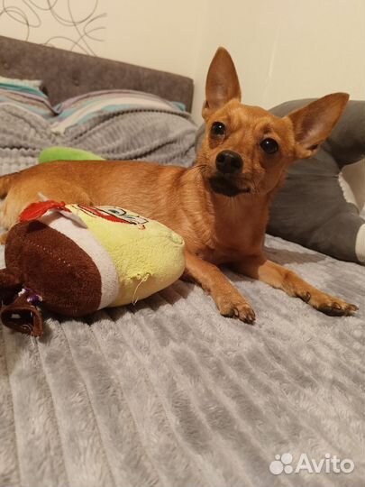 Вязка той-терьер