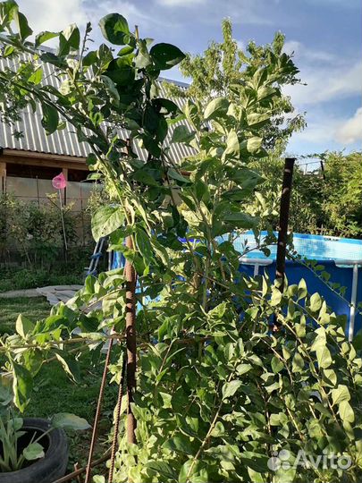 Ягода Годжи, китайский лимонник, девясил-саженцы