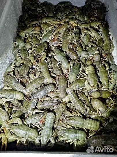 Живые раки с доставкой