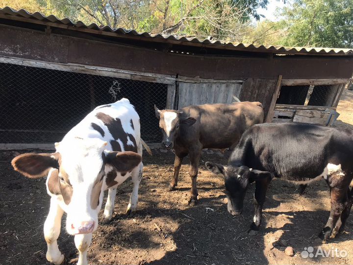 Телята бычки