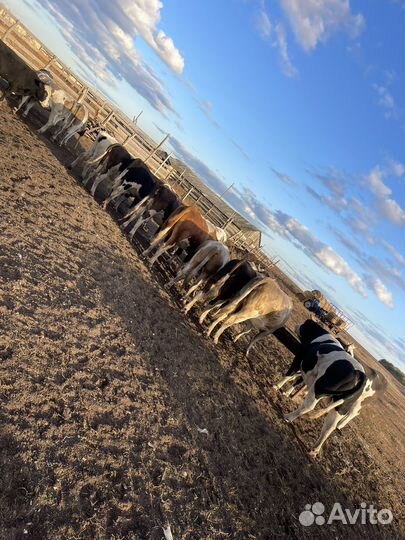 Быки живым весом