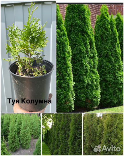 Хвойные растения