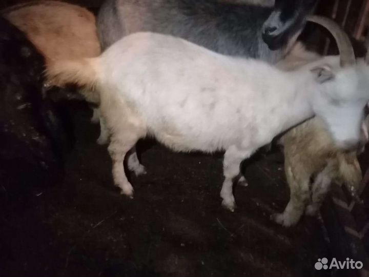 Козы и козел