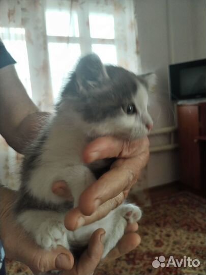 Котята (помесь бобтейл)