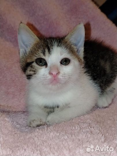Котенок в дар