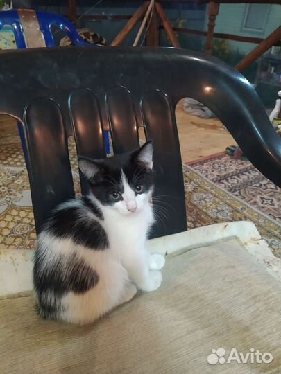 Кошки в добрые руки бесплатно