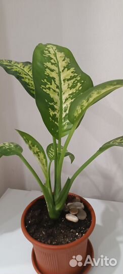 Диффенбахия