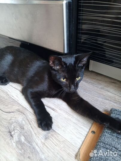 Сиамская кошка