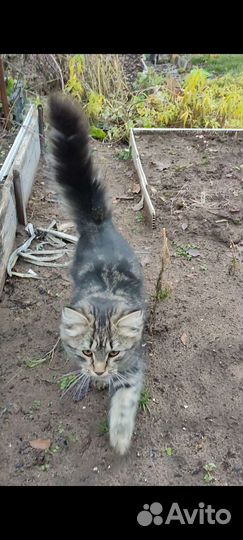 Котята в добрые руки бесплатно мальчик и девочка