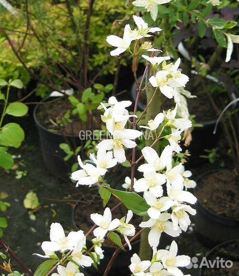 Чубушник Лемуана Lemoinei/С3 20-25 см