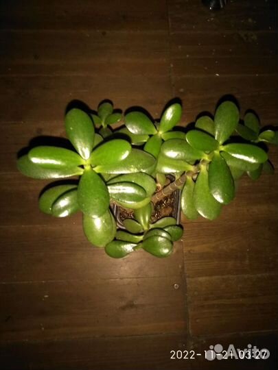 Шлюмбергера,Красула Минор,многолетки