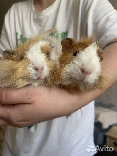 Морские свинки с клеткой